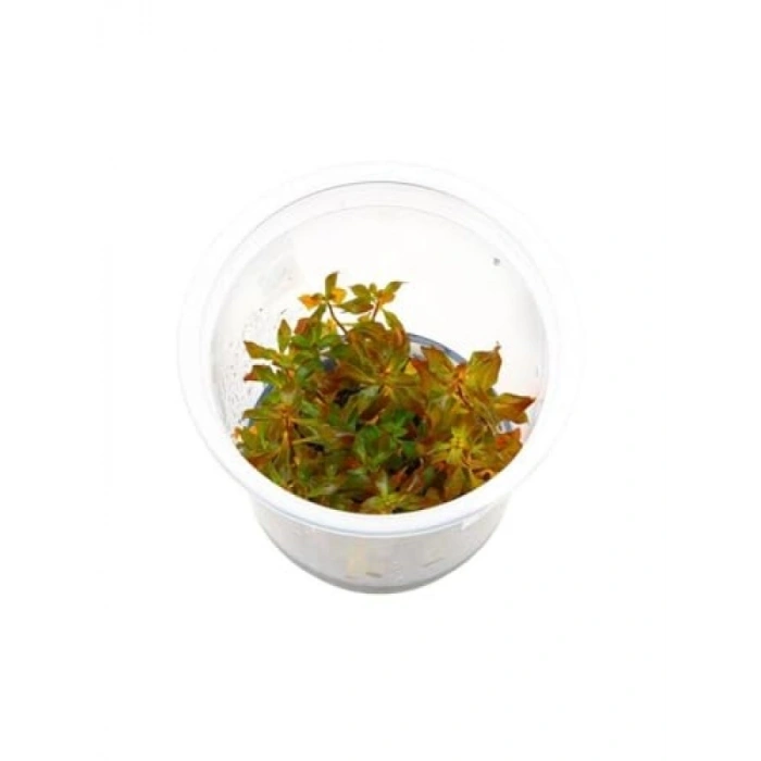 Ludwigia Mini Super Red In Vitro - Canlı Bitki 200cc