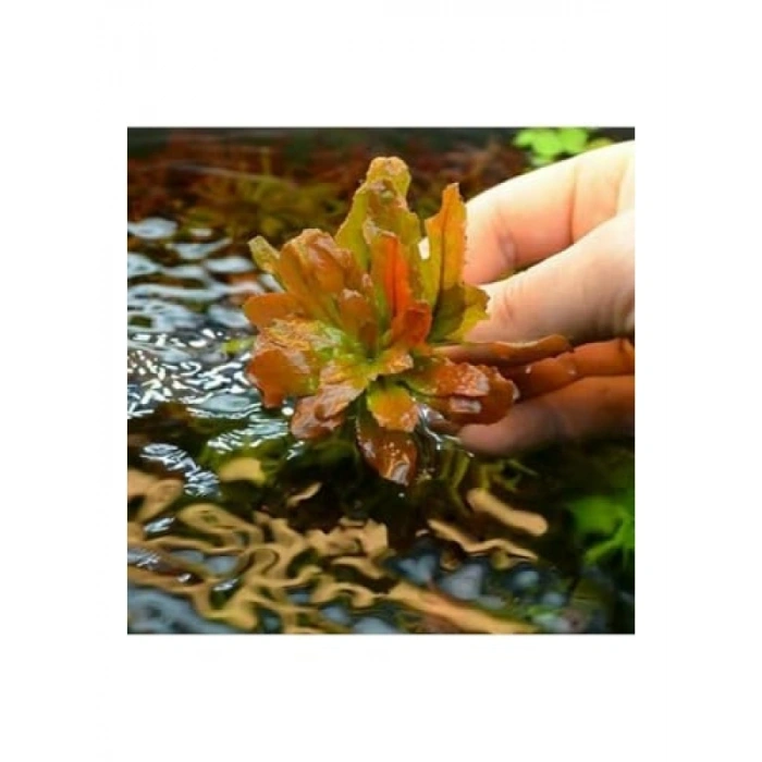 Ludwigia Sphaerocarpa Saksı Canlı Bitkisi