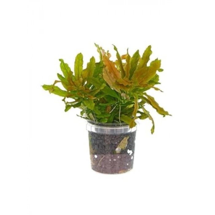 Ludwigia Sphaerocarpa Saksı Canlı Bitkisi