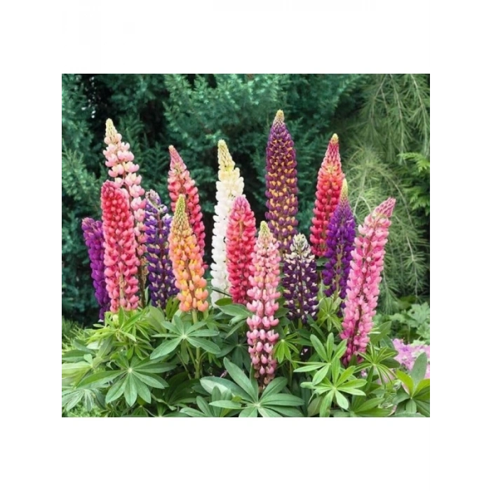Lupin Çiçeği - 30 Tohum (Karışık Renk)