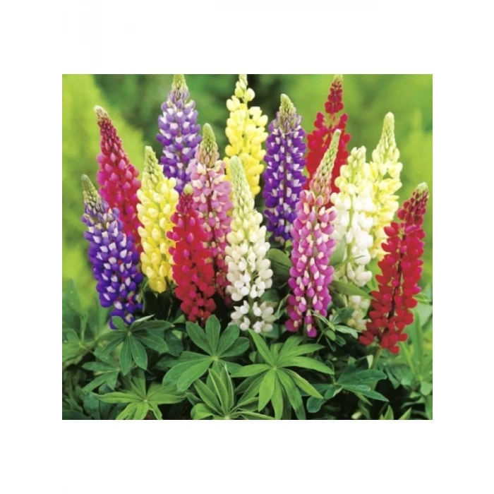 Lupinus Acı Bakla Çiçeği Tohumu - 5 Adet