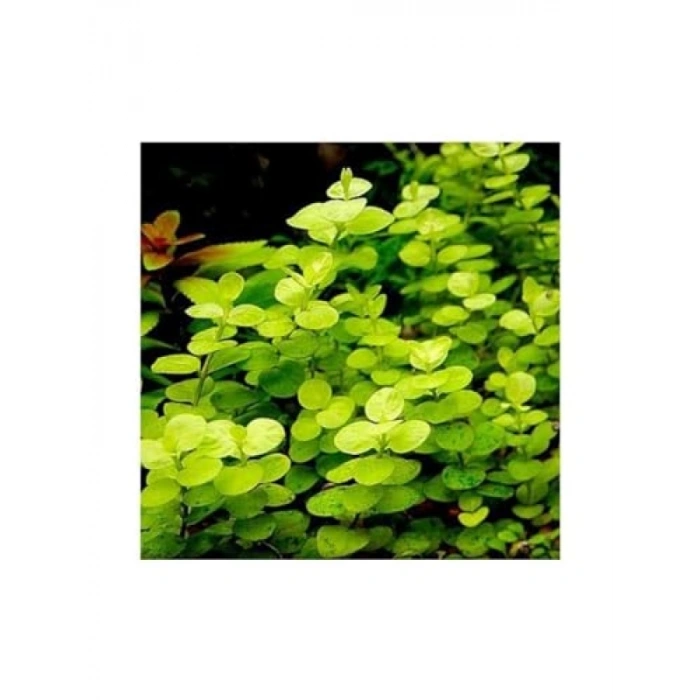 Lysimachia Nummularia Aurea Saksı Canlı Bitki