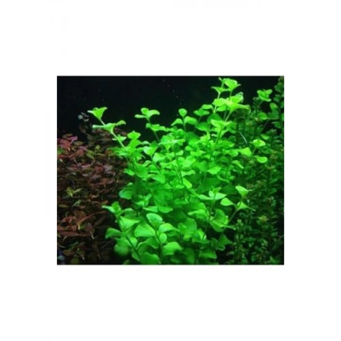 Lysimachia Sp Green Saksı Canlı Bitkisi - Doğal Akvaryum Dekorasyonu