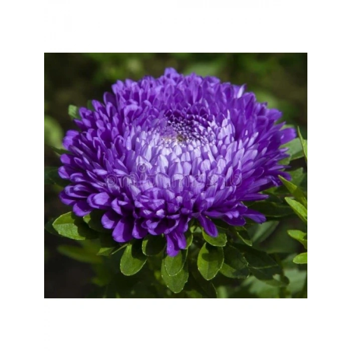 Mavi Renkli Aster Kasımpatı Tohumu - 20 Tohum