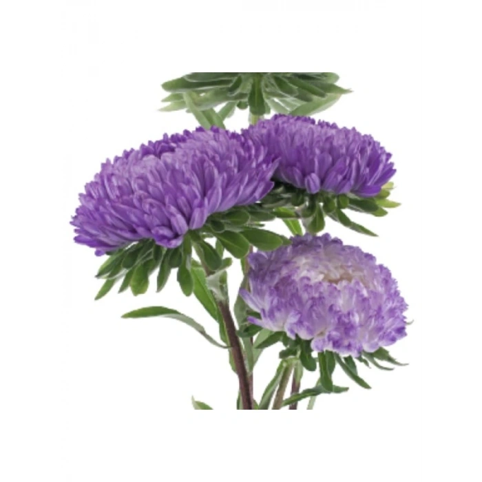 Mavi Renkli Aster Kasımpatı Tohumu - 20 Tohum