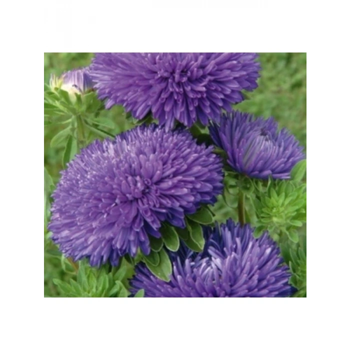 Mavi Renkli Aster Kasımpatı Tohumu - 20 Tohum