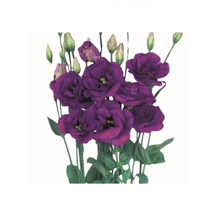 Mavi Renkli Katmerli Bodur Lisianthus Çiçeği Tohumu - 5 Tohum