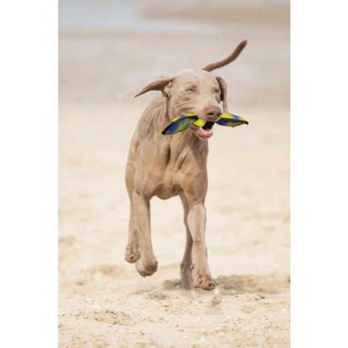 Mavi/Sarı Yüzen Tenis Topu Köpek Oyuncağı, 30x9,5x6,3 cm