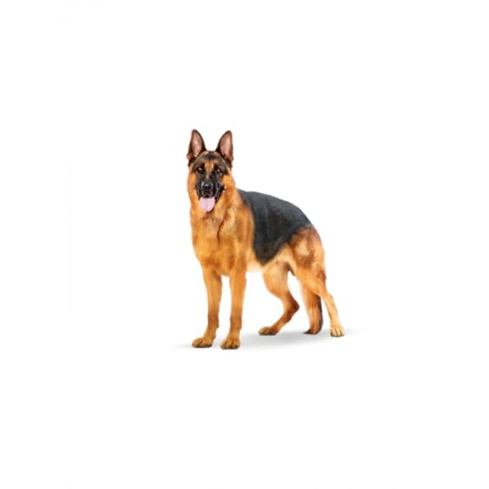 Maxi Adult Köpek Maması, 15 kg