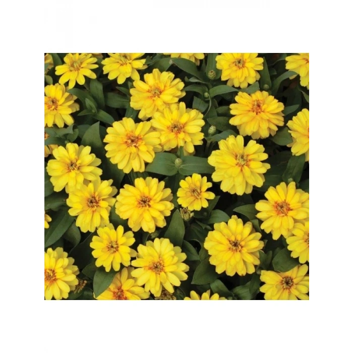 Mini Çiçekli Kirli Hanım Zinnia Tohumu - Sarı Kırmızı Renk - 5 Adet
