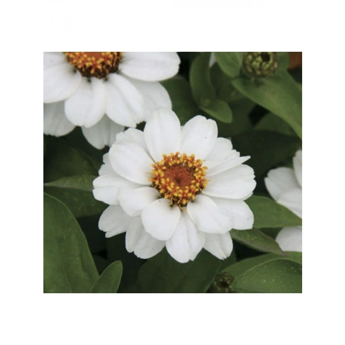Mini Çok Çiçekli Beyaz Zinnia Tohumu - 8 Tohum