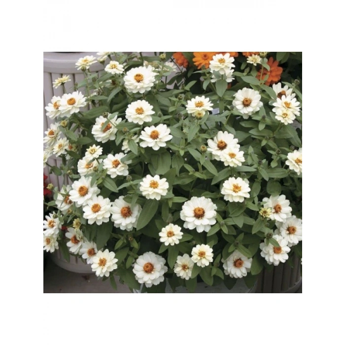 Mini Çok Çiçekli Beyaz Zinnia Tohumu - 8 Tohum