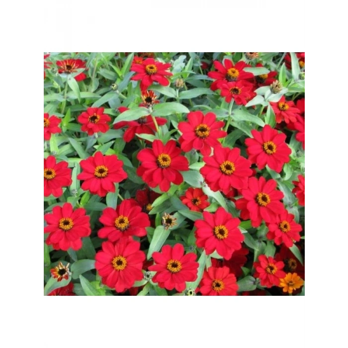 Mini Çok Çiçekli Kırmızı Zinnia Tohumu - 8 Adet