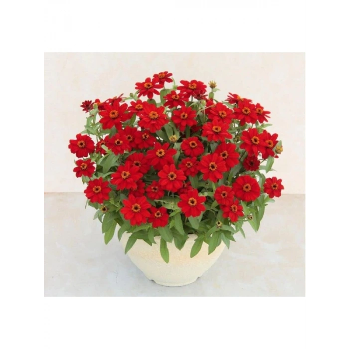 Mini Çok Çiçekli Kırmızı Zinnia Tohumu - 8 Adet