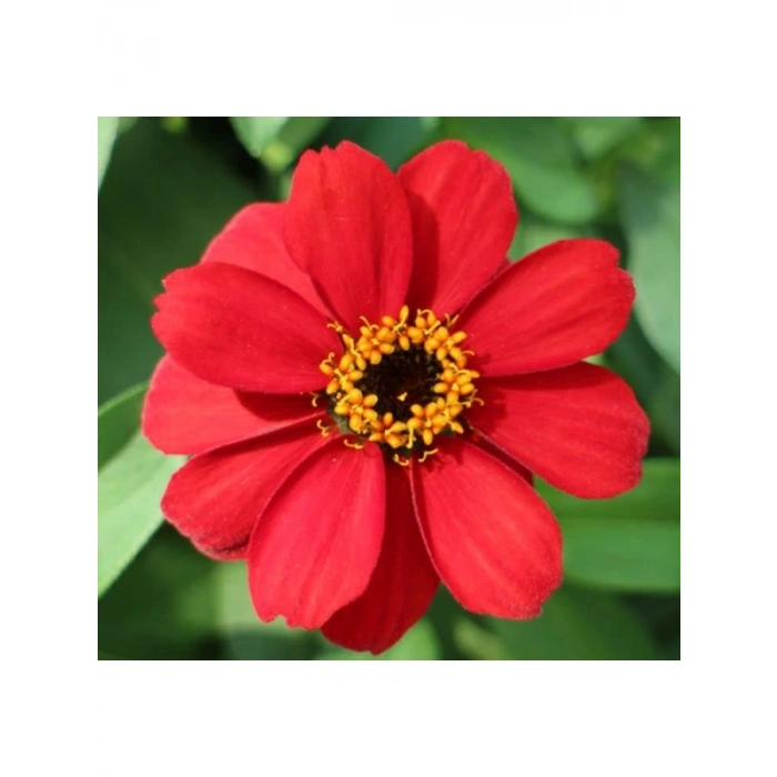 Mini Çok Çiçekli Kırmızı Zinnia Tohumu - 8 Adet