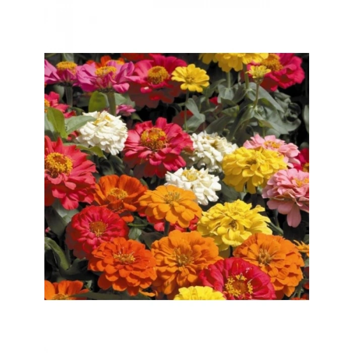 Mini Zinnia Kirli Hanım Çiçeği F1 Tohumu - 10 Tohum