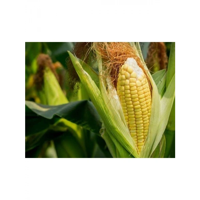 Mısır Süt Tohumu - 10 Gram