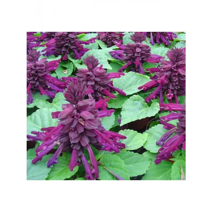 Mor Ateş Çiçeği (Salvia F1) Tohumu - 30 Adet
