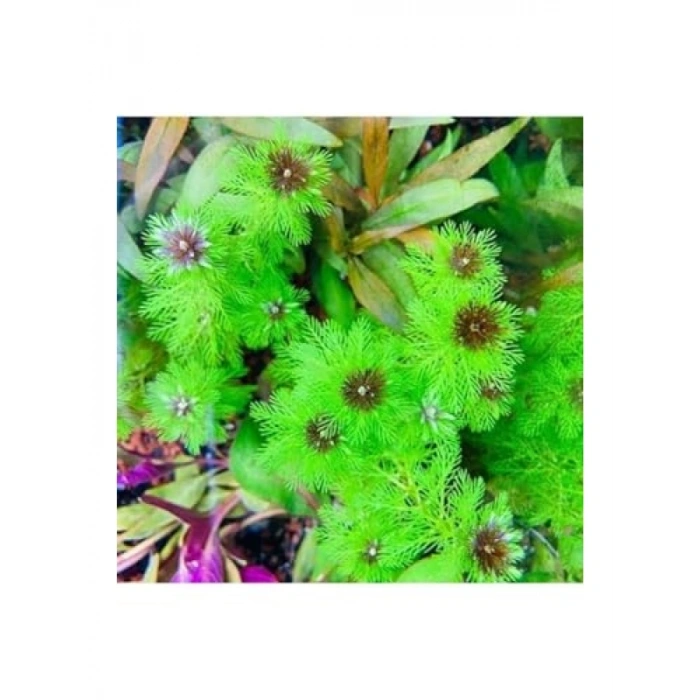 Myriophyllum Proserpinacoides Saksı Canlı Bitkisi - Akvaryum İçin Doğal Seçim