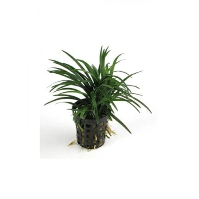 Ophiopogon Japonica Saksı Canlı Bitki