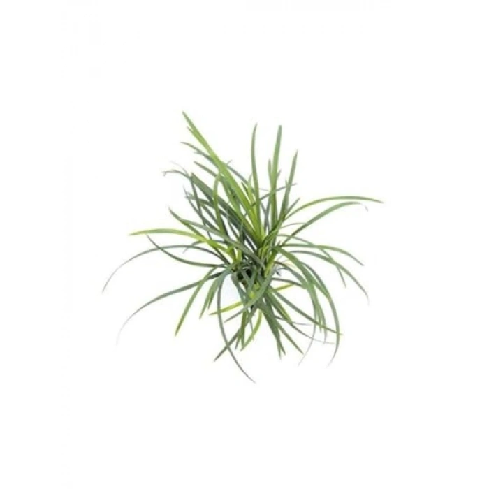 Ophiopogon Pusillus Saksı Canlı Bitki