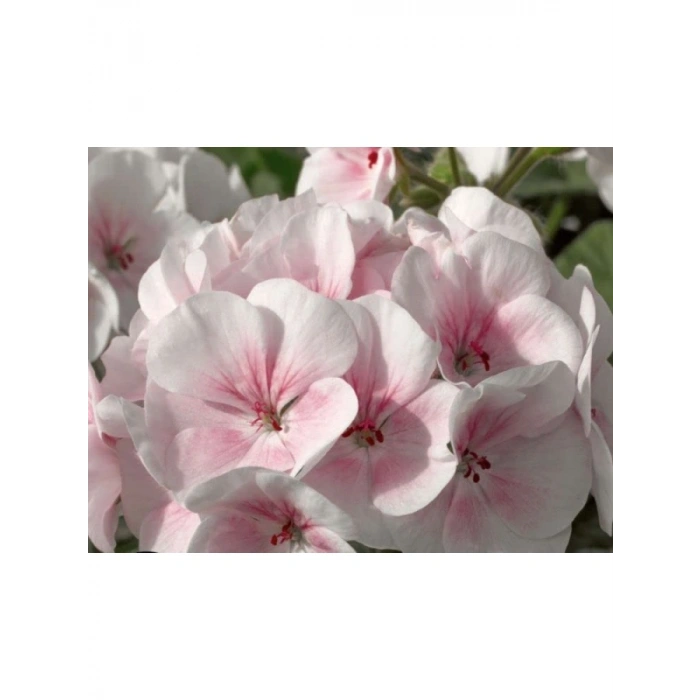 Pembe - Beyaz Sardunya Tohumu - 10 Tohum