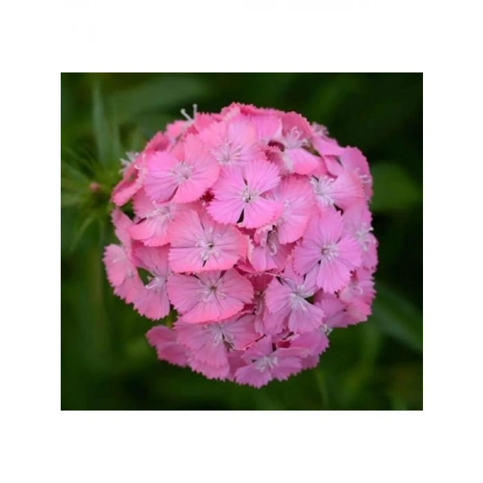 Pembe Karanfil Tohumu - Çiçekli Bahçeler İçin 5 Tohum