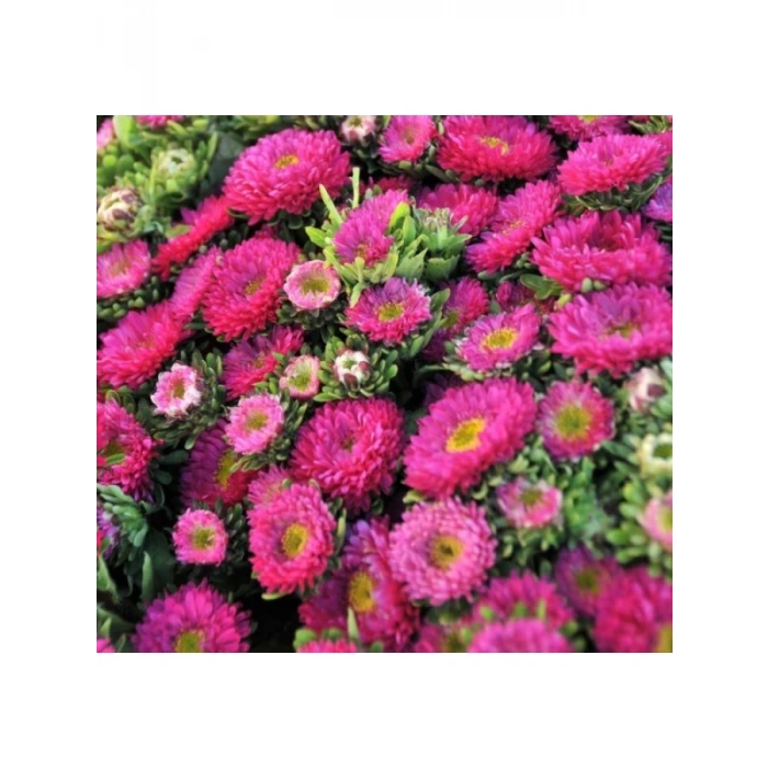 Pembe Kasımpatı Çiçeği Tohumu - 5 Tohum