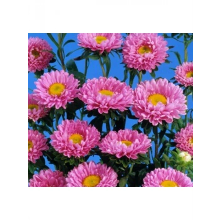 Pembe Kasımpatı Çiçeği Tohumu - 5 Tohum