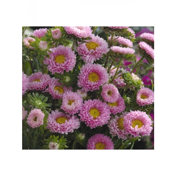 Pembe Kasımpatı Çiçeği Tohumu - 5 Tohum
