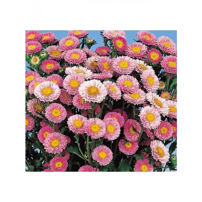 Pembe Kasımpatı F1 Tohumu (15 Tohum)