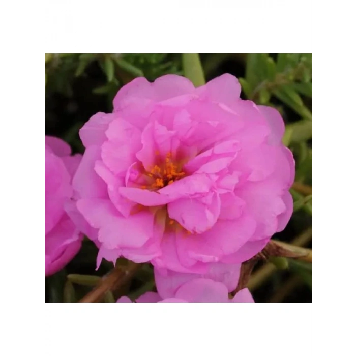 Pembe Katmerli İpek Çiçeği Tohumu - 40 Adet - Bol Çiçekli