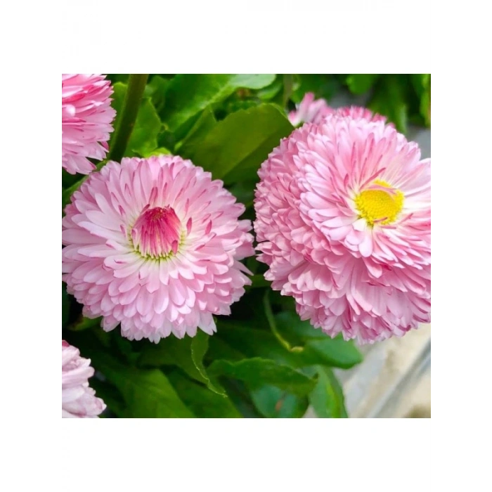 Pembe Katmerli Şeker Tabağı F1 Tohumu - 30 Adet
