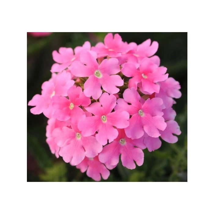 Pembe Mine Çiçeği Tohumu (Sarkan Dallanan) - 10 Adet
