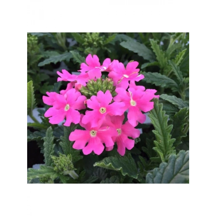 Pembe Mine Çiçeği Tohumu (Sarkan Dallanan) - 10 Adet