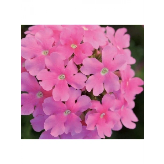 Pembe Mine Çiçeği Tohumu (Sarkan Dallanan) - 10 Adet