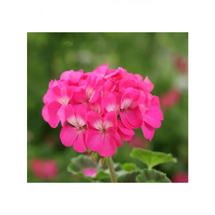 Pembe Renkli Sardunya Tohumu - 5 Tohum
