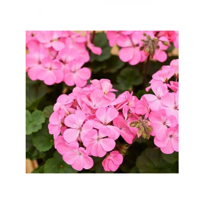 Pembe Renkli Sardunya Tohumu - 5 Tohum