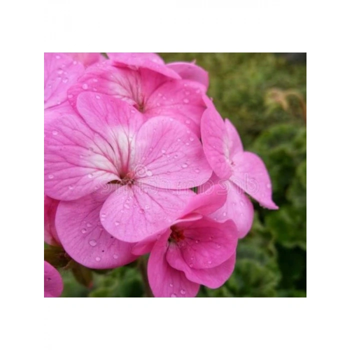 Pembe Renkli Sardunya Tohumu - 5 Tohum