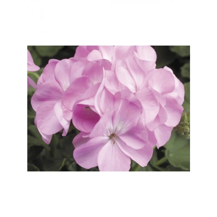 Pembe Sardunya Tohumu - 10 Adet