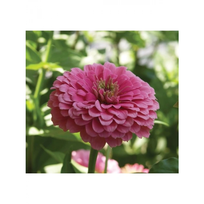 Pembe Zinnia Kirli Hanım Tohumu - Dev Çiçekli, Uzun Boylu - 5 Tohum