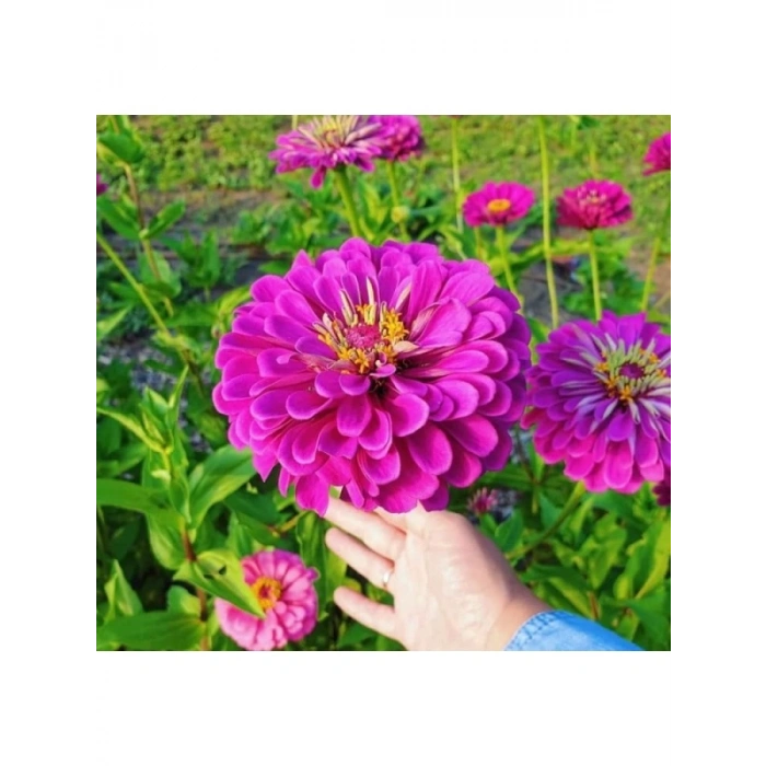 Pembe Zinnia Kirli Hanım Tohumu - Dev Çiçekli, Uzun Boylu - 5 Tohum