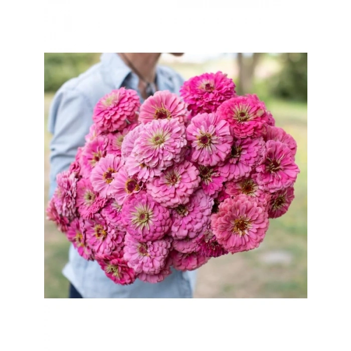 Pembe Zinnia Kirli Hanım Tohumu - Dev Çiçekli, Uzun Boylu - 5 Tohum