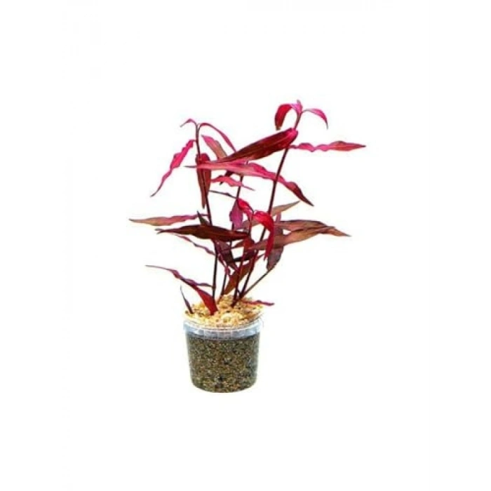 Persicaria Sao Paulo Canlı Bitki - Bakımı Kolay