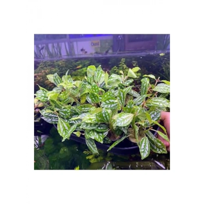 Pilea Cadierei Nana Saksı Canlı Bitki