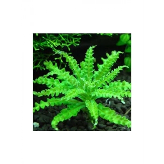 Pogostemon Helferi In Vitro Cup Canlı Bitki