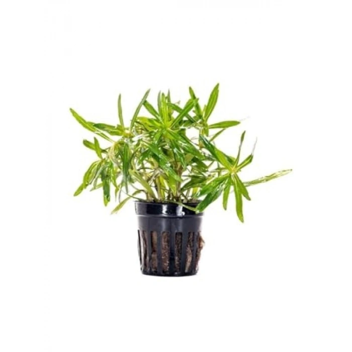 Pogostemon Stellatus Broad Leaf Saksı Bitkisi