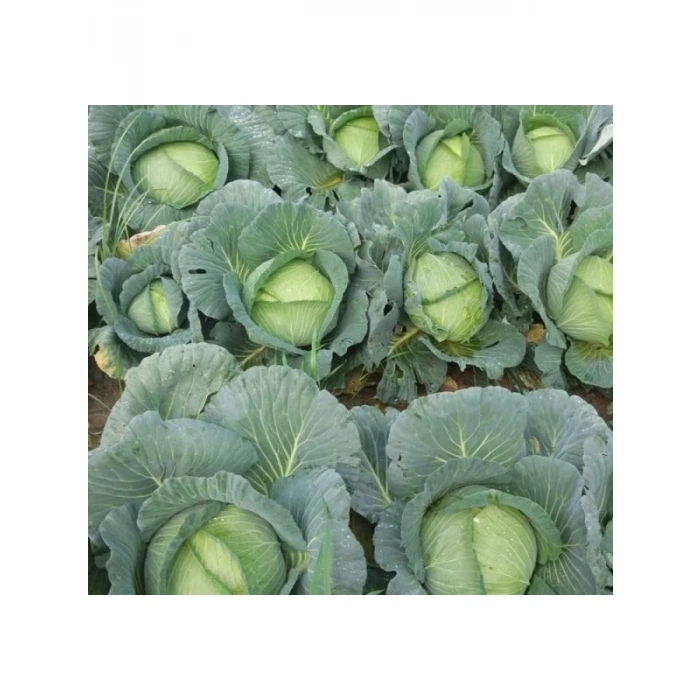 Profesyonel Beyaz Lahana Tohumu - 5 Gram