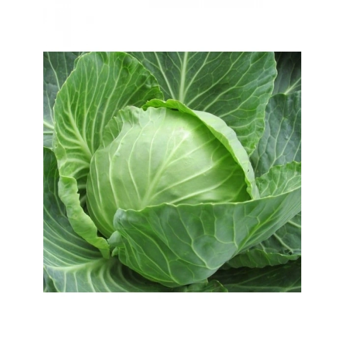 Profesyonel Beyaz Lahana Tohumu - 5 Gram