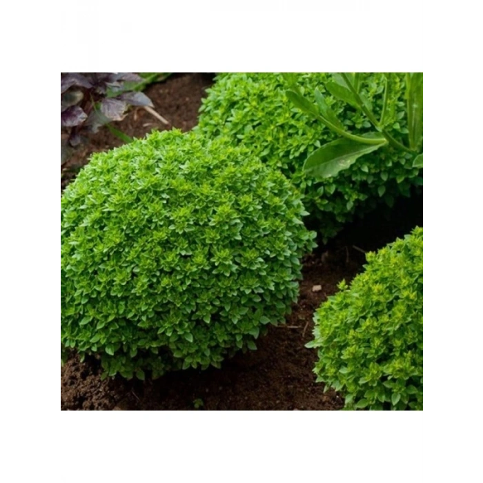 Profesyonel Çoklu Reyhan Tohumu - 3 Gram
